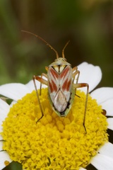 Calocoris roseomaculatus