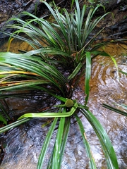 Thurnia sphaerocephala