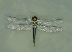 Somatochlora arctica