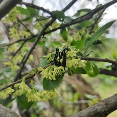 Margaritaria discoidea