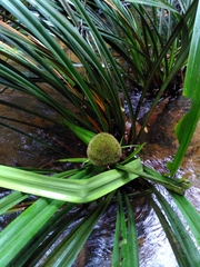 Thurnia sphaerocephala