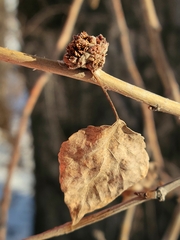 Aceria parapopuli
