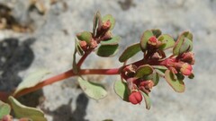 Euphorbia humifusa