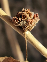 Aceria parapopuli