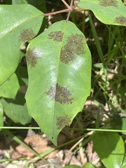 Diplocarpon