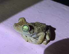 Boana platanera