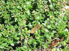 Boloria