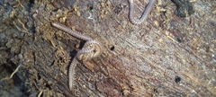 Cleidogona