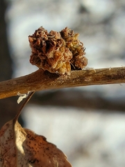 Aceria parapopuli