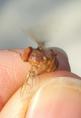 Ormia