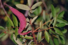 Baizongia pistaciae