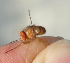 Ormia