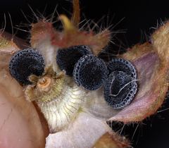 Eremalche rotundifolia