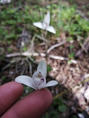 Codonorchis lessonii