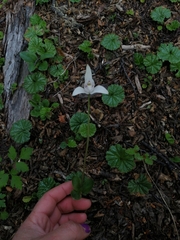 Codonorchis lessonii