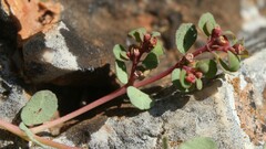 Euphorbia humifusa