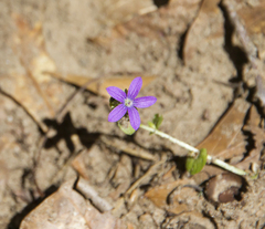 Triodanis biflora