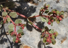 Euphorbia humifusa