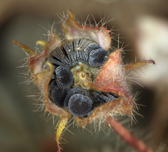 Eremalche rotundifolia