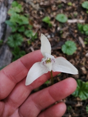 Codonorchis lessonii