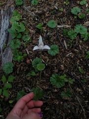 Codonorchis lessonii