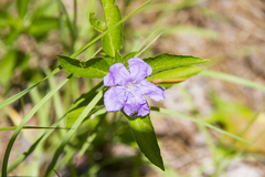 Ruellia caroliniensis
