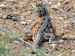 Agama aculeata aculeata