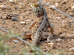 Agama aculeata aculeata