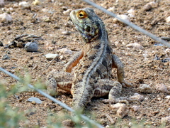 Agama aculeata aculeata
