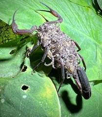 Centruroides gracilis