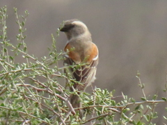 Passer melanurus melanurus