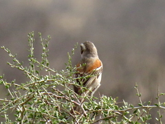Passer melanurus melanurus