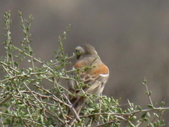 Passer melanurus melanurus