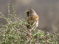 Passer melanurus melanurus