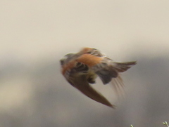 Passer melanurus melanurus