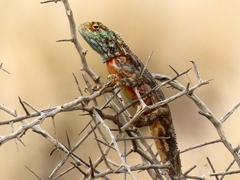 Agama aculeata aculeata