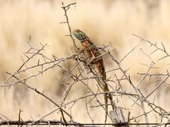 Agama aculeata aculeata