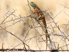 Agama aculeata aculeata