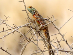 Agama aculeata aculeata