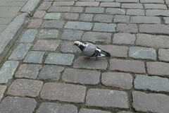Columba livia domestica
