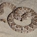 Lower California Rattlesnake - Photo (c) Bradford Hollingsworth, some rights reserved (CC BY-NC), uploaded by Bradford Hollingsworth