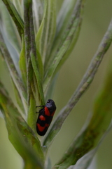 Cercopis vulnerata