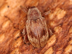 Anthonomus rectirostris