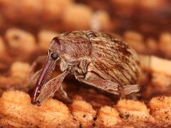 Anthonomus rectirostris