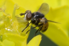 Gymnosoma nitens