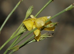 Menodora scabra