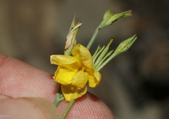Menodora scabra