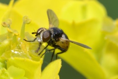 Gymnosoma nitens