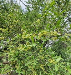 Margaritaria discoidea