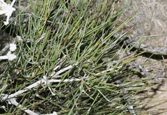Ephedra aspera